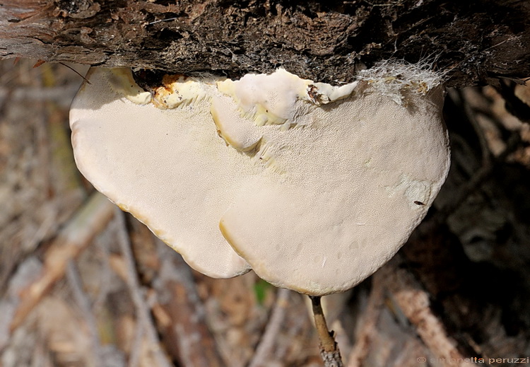 Fomitopsis pinicola